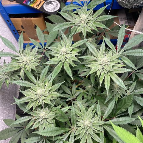 Biscotti Tangie x Cali Cookies growlog timeline photo