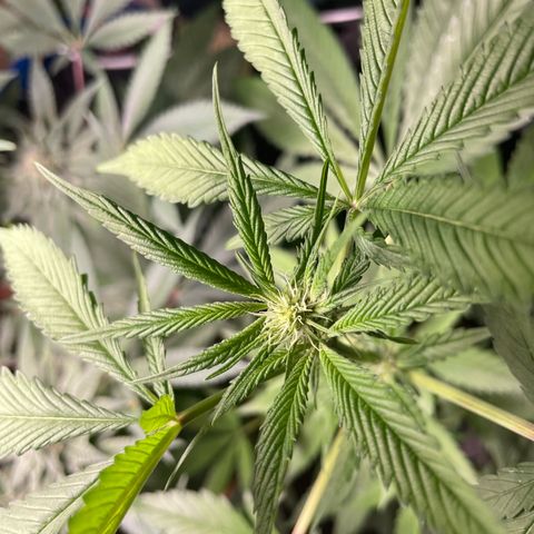 Caligunde III growlog timeline photo