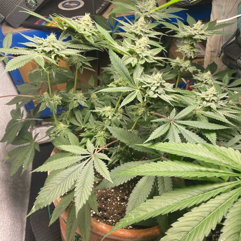 Biscotti Tangie x Cali Cookies growlog timeline photo