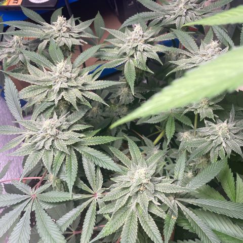 Biscotti Tangie x Cali Cookies growlog timeline photo