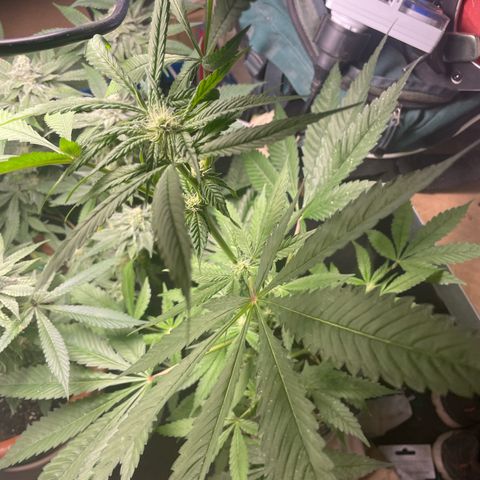 Caligunde III growlog timeline photo