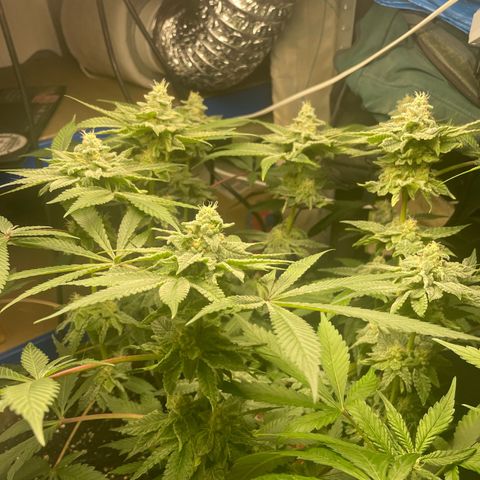 Biscotti Tangie x Cali Cookies growlog timeline photo