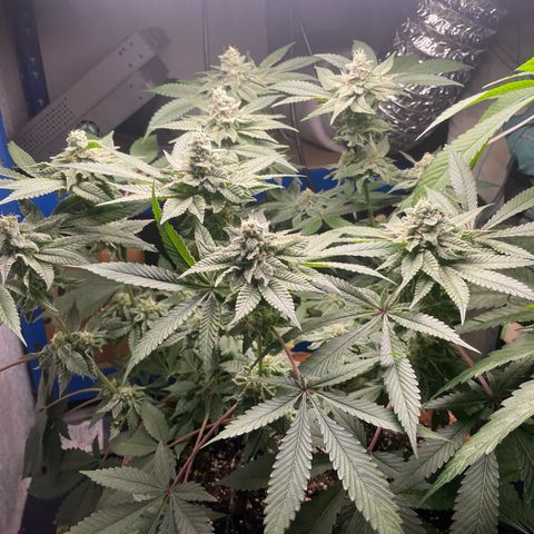 Biscotti Tangie x Cali Cookies growlog timeline photo