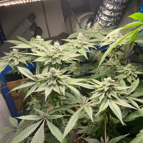 Biscotti Tangie x Cali Cookies growlog timeline photo