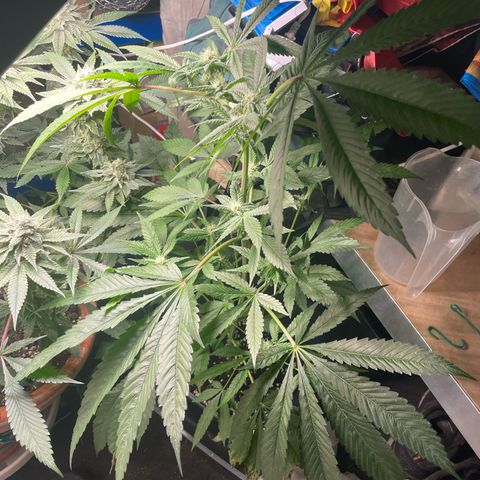 Caligunde III growlog timeline photo