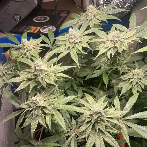 Biscotti Tangie x Cali Cookies growlog timeline photo