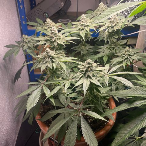 Biscotti Tangie x Cali Cookies growlog timeline photo