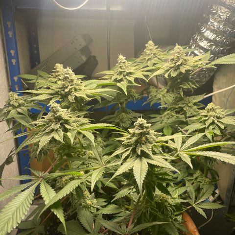 Biscotti Tangie x Cali Cookies growlog timeline photo