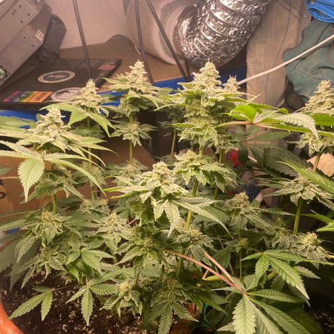 Biscotti Tangie x Cali Cookies growlog timeline photo