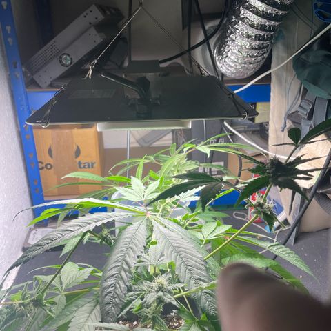 Caligunde III growlog timeline photo