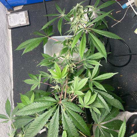 Caligunde III growlog timeline photo