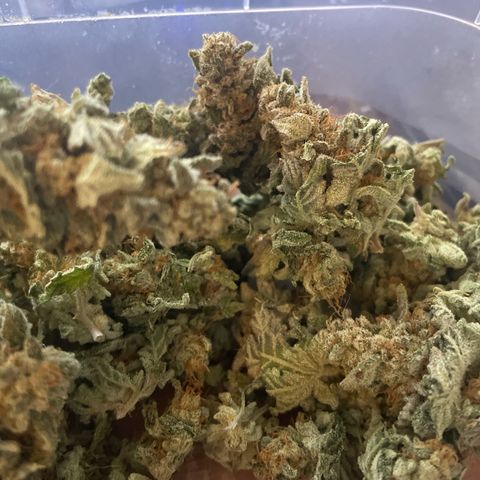Biscotti Tangie x Cali Cookies growlog timeline photo