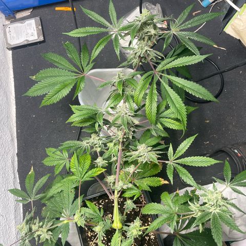 Caligunde III growlog timeline photo