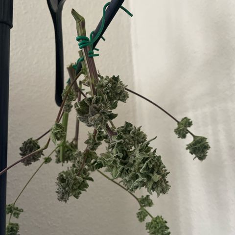 Caligunde III growlog timeline photo