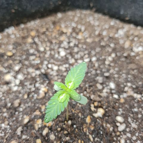 Grasa de zaza growlog timeline photo