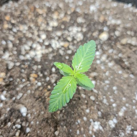 Grasa de zaza growlog timeline photo
