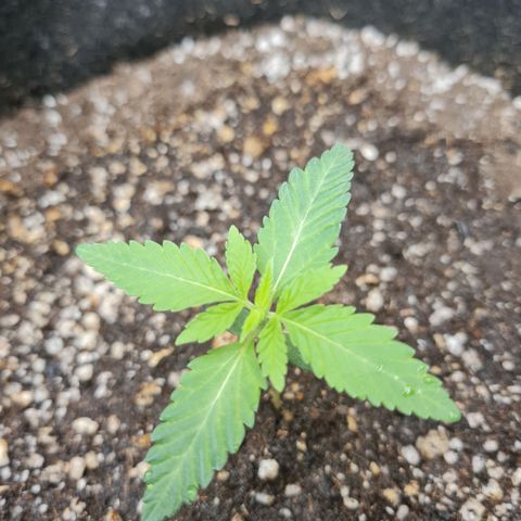 Grasa de zaza growlog timeline photo