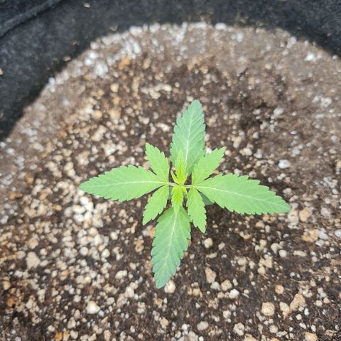Grasa de zaza growlog timeline photo