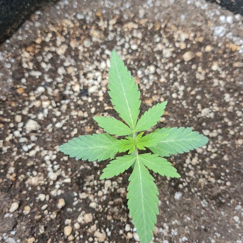 Grasa de zaza growlog timeline photo