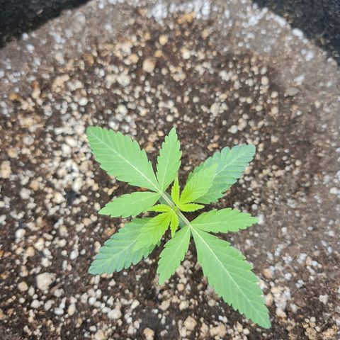 Grasa de zaza growlog timeline photo