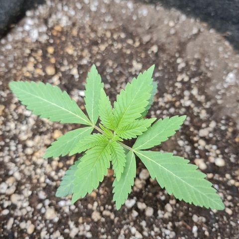 Grasa de zaza growlog timeline photo