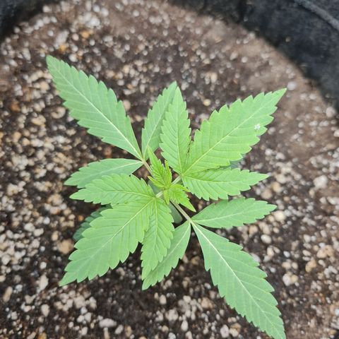 Grasa de zaza growlog timeline photo