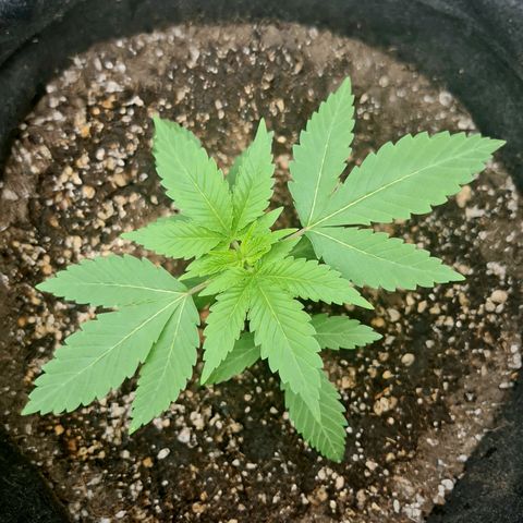 Grasa de zaza growlog timeline photo