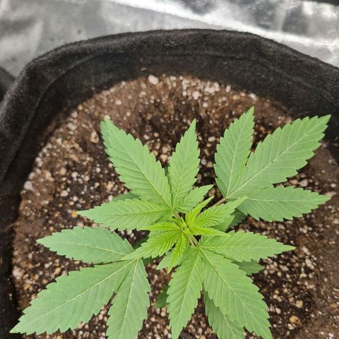 Grasa de zaza growlog timeline photo