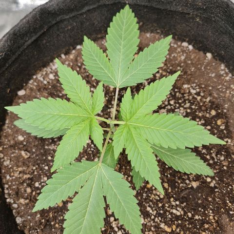Grasa de zaza growlog photo: Poda top (apical)