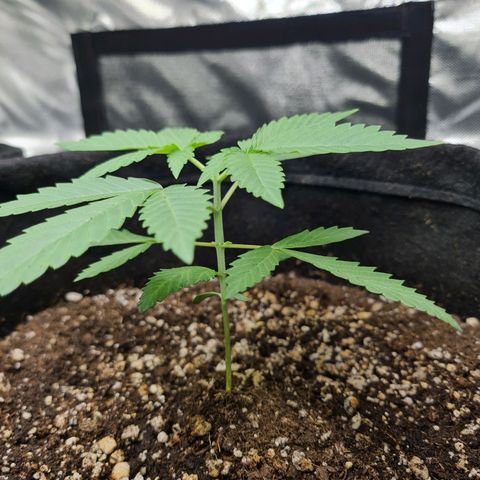 Grasa de zaza growlog photo: Poda top (apical)