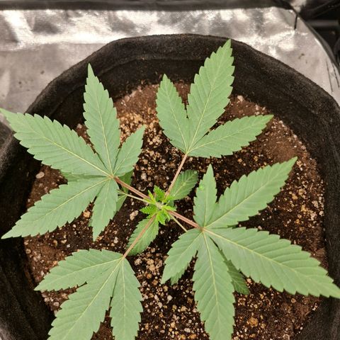 Grasa de zaza growlog timeline photo