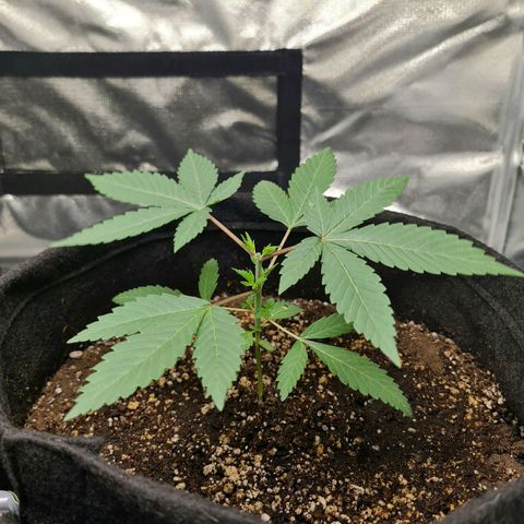 Grasa de zaza growlog timeline photo