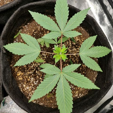 Grasa de zaza growlog timeline photo