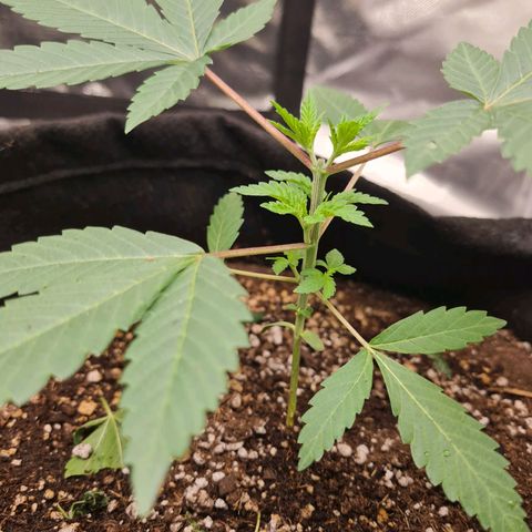 Grasa de zaza growlog timeline photo
