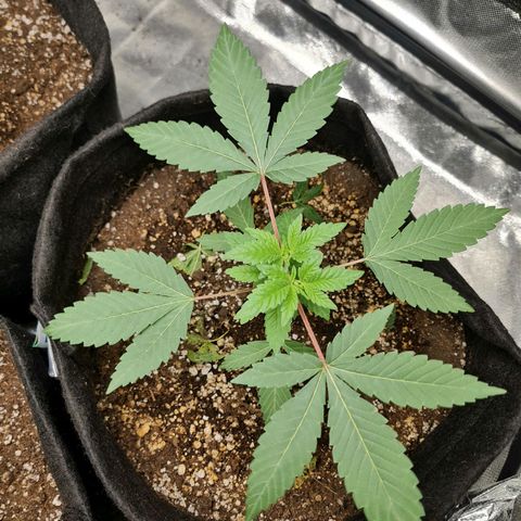 Grasa de zaza growlog timeline photo