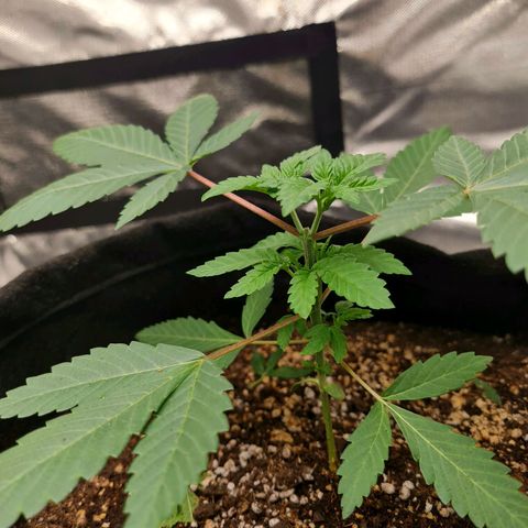 Grasa de zaza growlog timeline photo