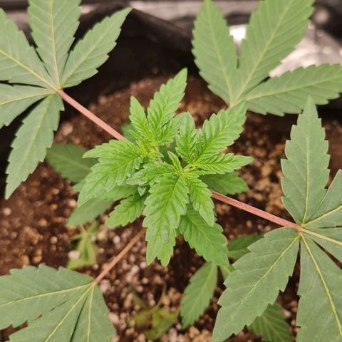 Grasa de zaza growlog timeline photo