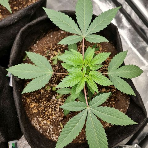 Grasa de zaza growlog timeline photo