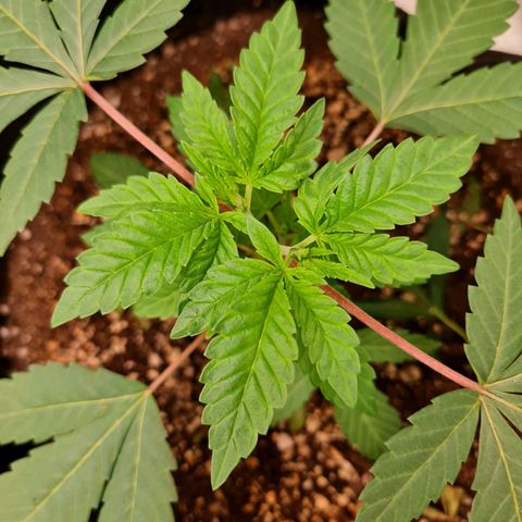 Grasa de zaza growlog timeline photo