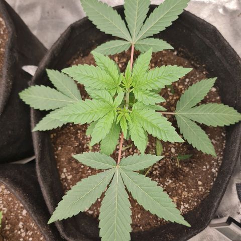Grasa de zaza growlog timeline photo