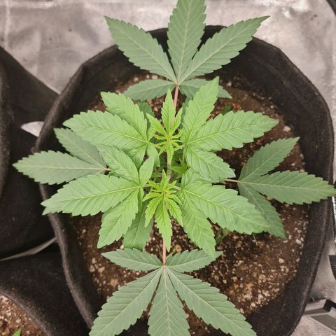 Grasa de zaza growlog timeline photo