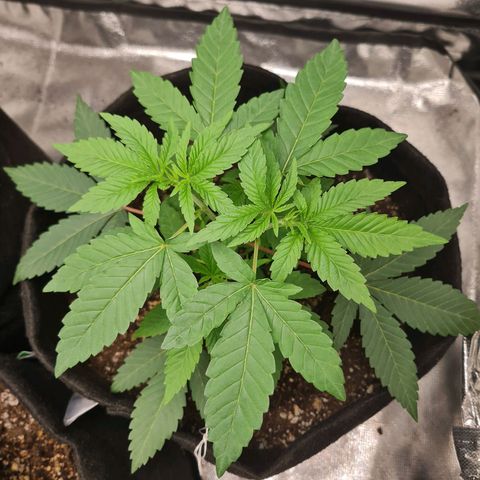 Grasa de zaza growlog timeline photo