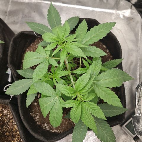 Grasa de zaza growlog timeline photo
