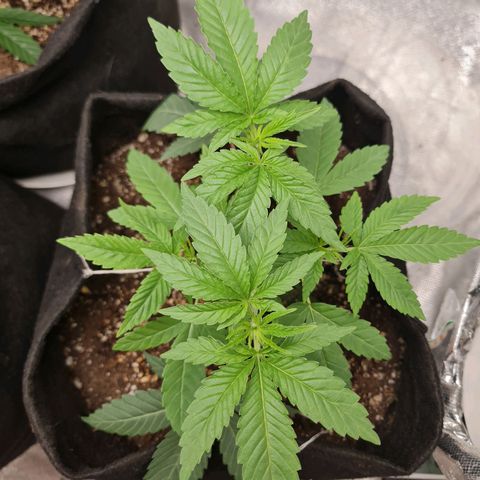 Grasa de zaza growlog photo: Tirei umas folhas maiores !