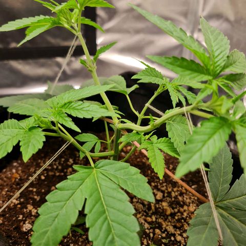 Grasa de zaza growlog photo: Tirei umas folhas maiores !