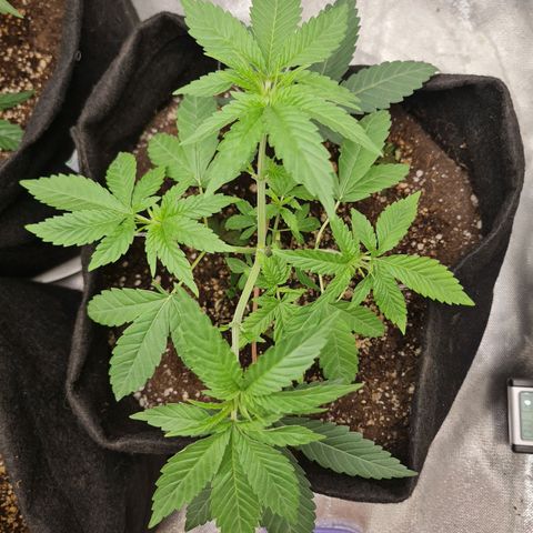 Grasa de zaza growlog photo: Tirei umas folhas maiores !
