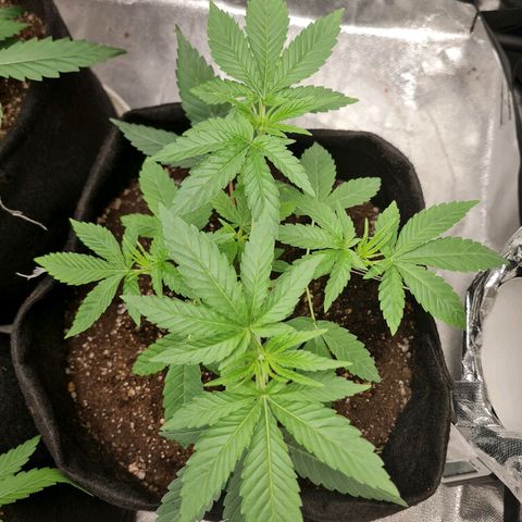 Grasa de zaza growlog timeline photo