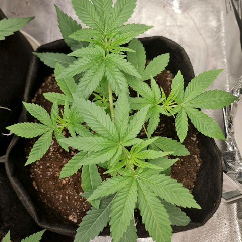 Grasa de zaza growlog timeline photo