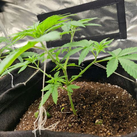 Grasa de zaza growlog timeline photo