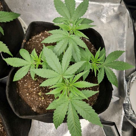 Grasa de zaza growlog timeline photo